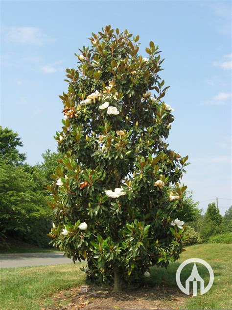 alluc magnolia|Alluc .